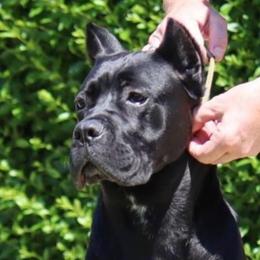 Brussels Griffon and Cane Corso All Grown Up from Icon Cane Corso