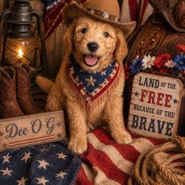 Boy 3 lucky - Apricot male Goldendoodle puppy in Aurora, Illinois from Chicago Goldendoodles
