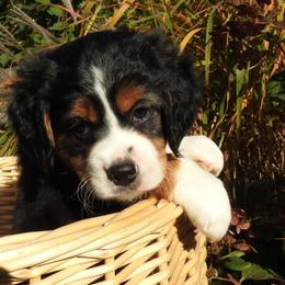 Bernedoodle, Goldendoodle, and Sheepadoodle Puppies from Country Meadow Doodles