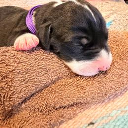 Purple collar girl - Mantle female Great Dane puppy in Centennial, Colorado from Vanmar Great Danes of Colorado