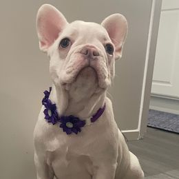 French Bulldog Puppies from Ramirez Frenchies