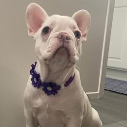 French Bulldog Puppies from Ramirez Frenchies