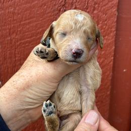 Butterfinger - Apricot female Poodle puppy in St. Johnsbury, Vermont from Poodles of the Northern Woods