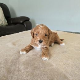 Tiana - Red female Cavapoo puppy in Floyd, Virginia from Hearts and Paws Poodles and Doodles