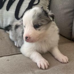 Dyna - White and blue merle female Border Collie puppy in Jonesboro, Arkansas from Hampton Border Collies