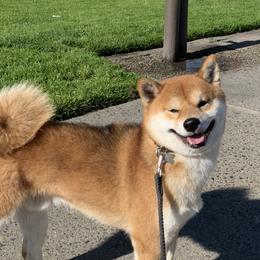Itsuki - Shiba Inu