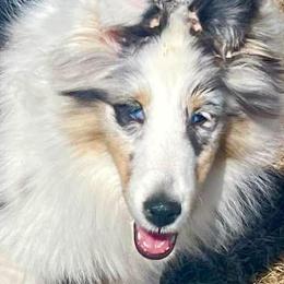 Shetland Sheepdog puppies from Leigh Hi Shelties