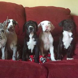 Great Dane Puppies from Ohana Danes
