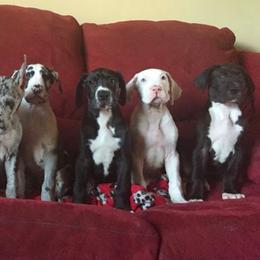 Great Dane Puppies from Ohana Danes