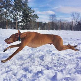 Brittanys and Vizslas from Dzika Place Kennels
