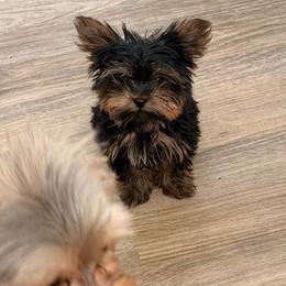 Milo (Micro Teacup) - Black and tan male Yorkshire Terrier puppy in Aurora, Colorado from Lovely Yorkies Colorado