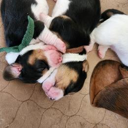 Green - Black tan and white male Basset Hound puppy in Camp Verde, Arizona from Robbs Ranch Bassets
