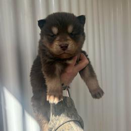 Green - Red and white male Siberian Husky puppy in Jonesborough, Tennessee from Dry Creek Siberians