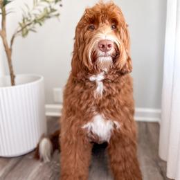 Murphy - Goldendoodle