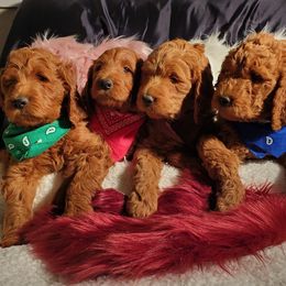 Goldendoodle Puppies from Frannie's Goldendoodle Puppies