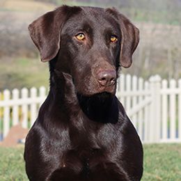 Labrador Retriever All Grown Up from Larke Lab Kennels