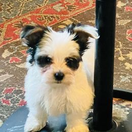 Boy 1 - Parti male Yorkshire Terrier puppy in Scranton, Arkansas from Trennas Rotten Yorkies