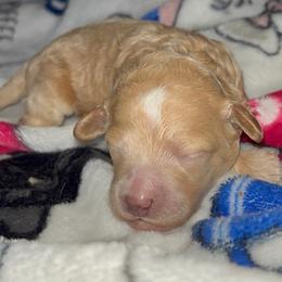 Maple - Red  female Goldendoodle puppy in Cumberland, Rhode Island from minigoldendoodlesofRI