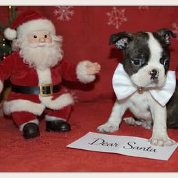 Boy 1- Basko - Seal brindle and white male Boston Terrier puppy in North Central, Vermont from Windy Valley’s Bostons