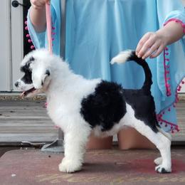 Portuguese Water Dog Puppies from Allegiance Portuguese Water Dogs