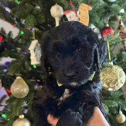 Kona - Black male Goldendoodle puppy in Portland, Tennessee from Happy_Tails_by_TJ