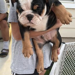 Bulldog Puppies from Tiffany Thelen's Bulldogs