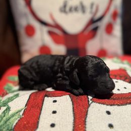 Pearl - Black female Goldendoodle puppy in Decatur, Texas from 4F Farms