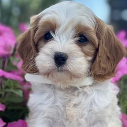 Cavapoos and Goldendoodles from FriendlyPals