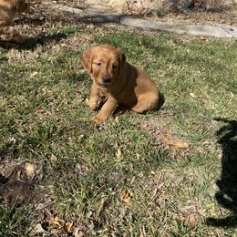 Golden Retriever and Labrador Retriever Puppies from All Around Retrievers LLC