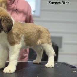 Girl 1 - Brown and white female Saint Bernard puppy in Wellington, Colorado from Thunder Keg St. Bernards
