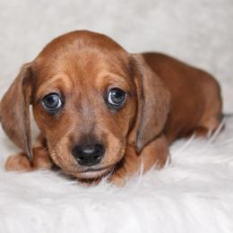Red sable - Sable male Dachshund puppy in Lily, Kentucky from Little Acres Miniature Dachshunds