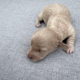 Male 2 - Cream male Dachshund puppy in Martinsville, Virginia from Rea's Doxies