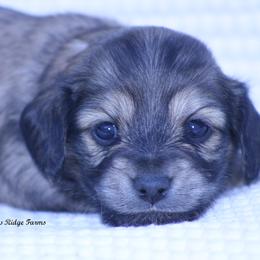 Wishes - Cream female Dachshund puppy in Murray, Kentucky from Shadow Ridge Farms