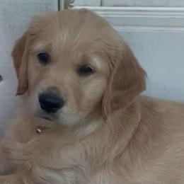 Marshall - Dark golden male Golden Retriever puppy in Fresno, California from Warwick’s Central California Goldens
