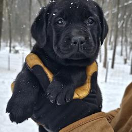 Girl 4 - Black female Labrador Retriever puppy in Plainwell, Michigan from Preuss Puppies