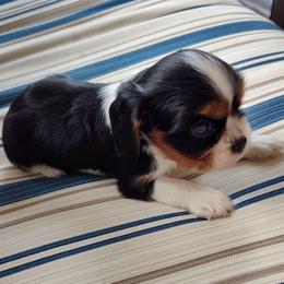 Luke - Tri-color male Cavalier King Charles Spaniel puppy in Soddy Daisy, Tennessee from Cocoa Cavaliers