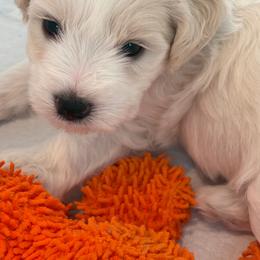 Alex - Parti male Miniature Schnauzer puppy in Corona, California from 92882 Schnauzerville