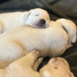 Boy 5 - Yellow male Labrador Retriever puppy in Clayton, North Carolina from The Homestead at Little Creek