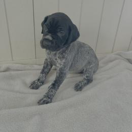 Oreo - Black roan female German Shorthaired Pointer puppy in Ohio from Eric and Michelle's GSP