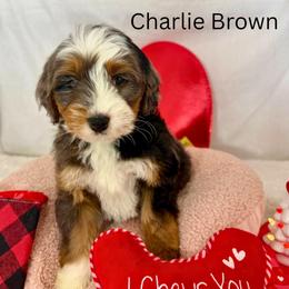 Charlie Brown - Blue merle male Bernedoodle puppy in Wellsville, Kansas from Fancy Farm Manor Doodles