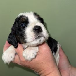 Lily - Black white and tan female English Springer Spaniel puppy in Williston, Florida from Parks Paradise Springers