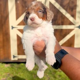 Remi - Tri-color female Bernedoodle puppy in Greenville, Texas from Doodles of Promise