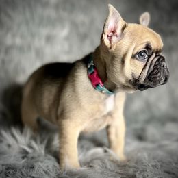 French Bulldog Puppies from Amocat Bullies