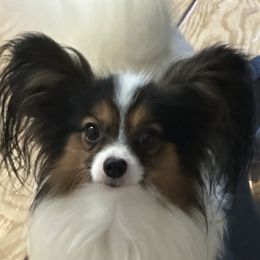 Herman - Papillon