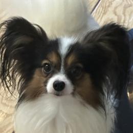 Herman - Papillon