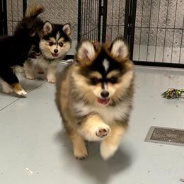 Willow - Tri-color female Pomsky puppy in Cave Creek, Arizona from Arizona Luxury Pomskies