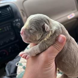Male 3 - Lilac tri-color male American Bully puppy in Orlinda, Tennessee from SimplyBullies