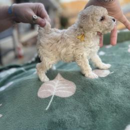 Ivy - White female Poodle puppy in Anderson, South Carolina from Stephanie’s Signature Poodles inspired by Sherry Lynn LLC