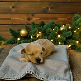 Puppy 5 - Parti male Maltipoo puppy in St. George, Utah from Winchester Hills Poodles and Doodles