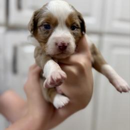 Lou Lou - Red merle female Australian Shepherd puppy in Odessa, Texas from Yucca Blossom Pups